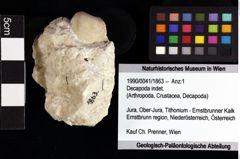 Foto (Objket + Etiketten) von Tuberosagalathea sp. 